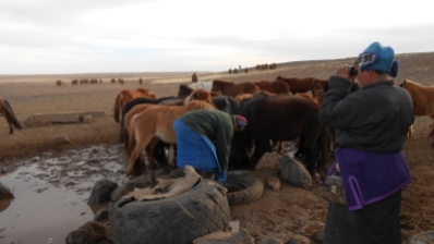 16 mars, après m'être installé dans la ger de Pourou, avoir fait connaissance de son fils aîné et sa famille et des deux voisines dans leur ger respective, le petit déjeuner pris, nous partons au puits pour abreuver les chevaux, vaches et chameaux.