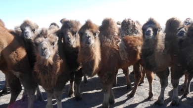 J'ai réussi à me rapprocher d'un troupeau de chameaux et en tendant la main, quelques curieux se sont rapprochés, c'est très dur d'approcher des chameaux car ils sont très peureux.