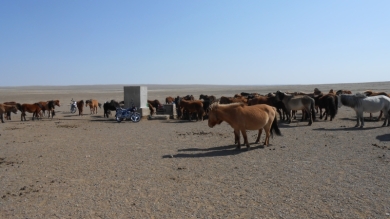 Ce matin nous sommes allé à un autre puits, pour celui là, il faut une motopompe. troupeaux de chevaux, de chameaux, de vaches, de moutons et chèvres, on a arrêté à 15h et on est rentré manger.